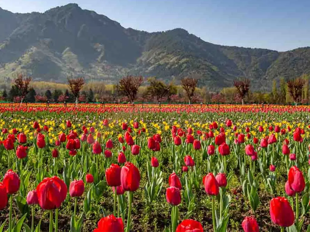 Kashmir Tulip Festival 2024: An Amazing Lifetime Experience 
