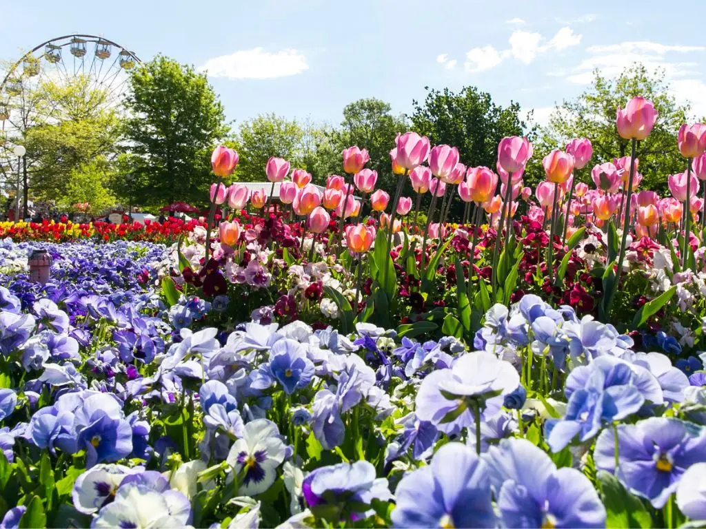 Tulip Gardens Across The World : Top Destinations 