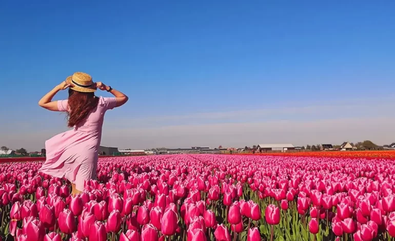  Tulip Gardens Across The World : Top Destinations 