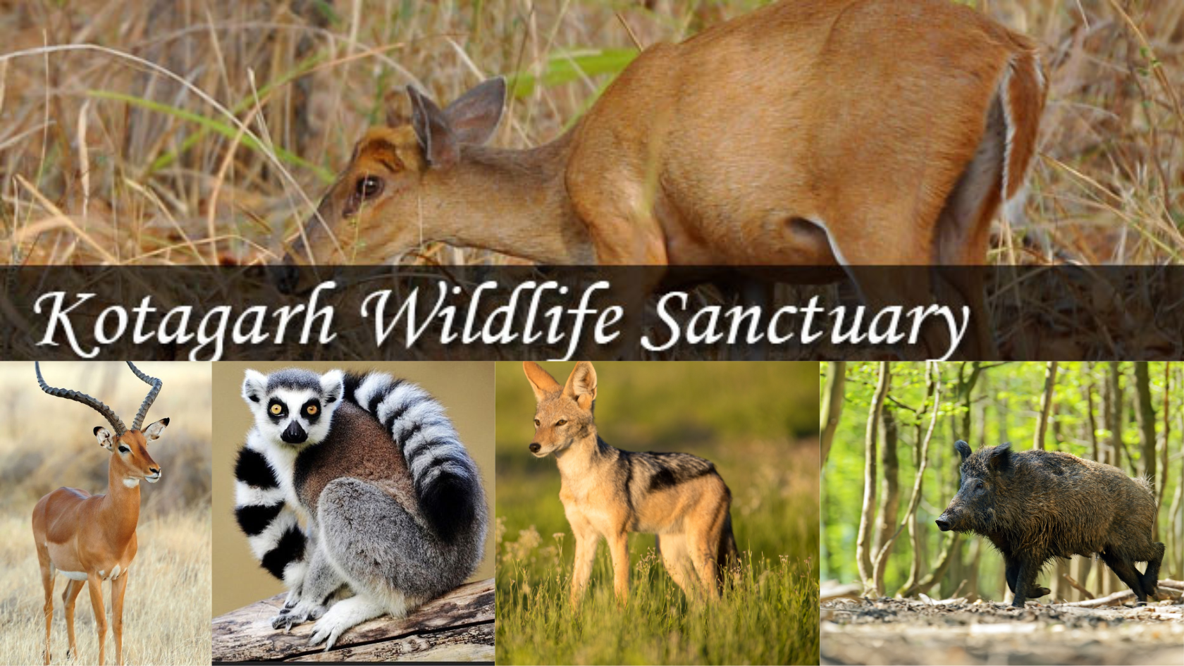  Kotagarh Wildlife Sanctuary