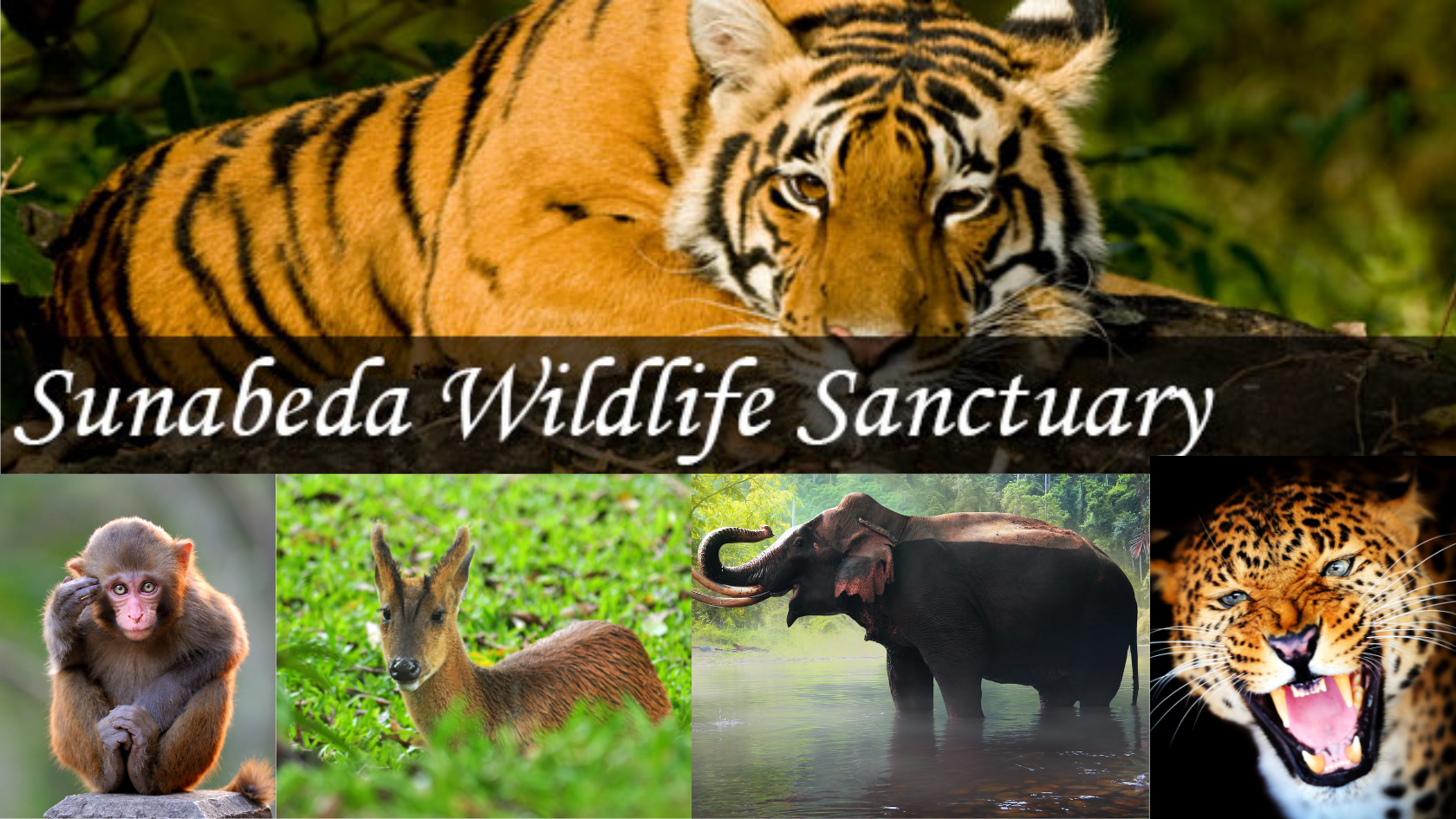 Sunabeda Wildlife Sanctuary